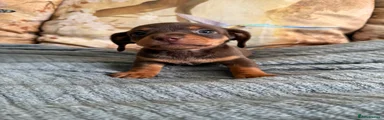 Chiweenie chocolate and tan male 