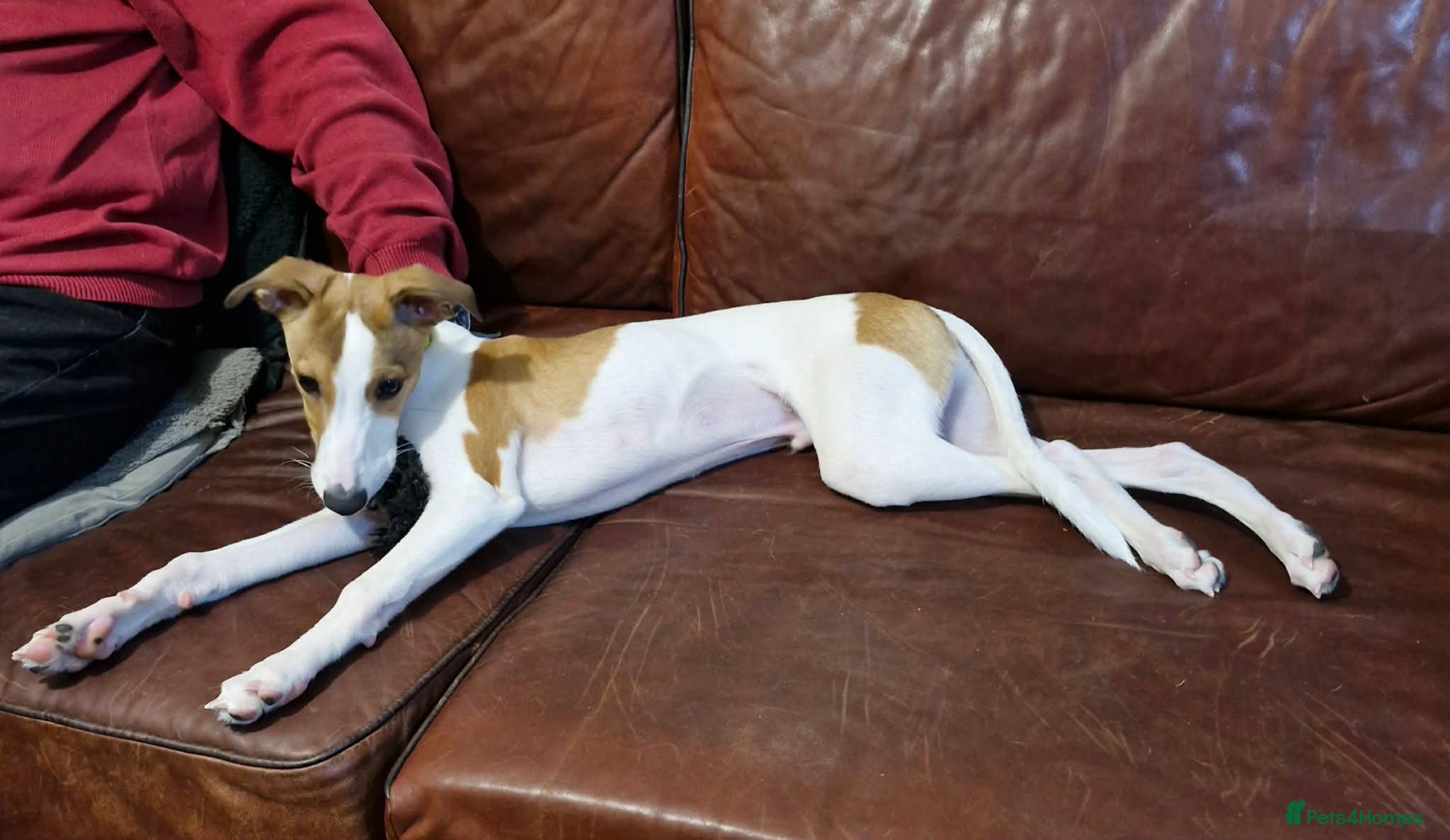 Whippet dogs STUNNING KC Reg 4 month old whippet puppy - Advert 2