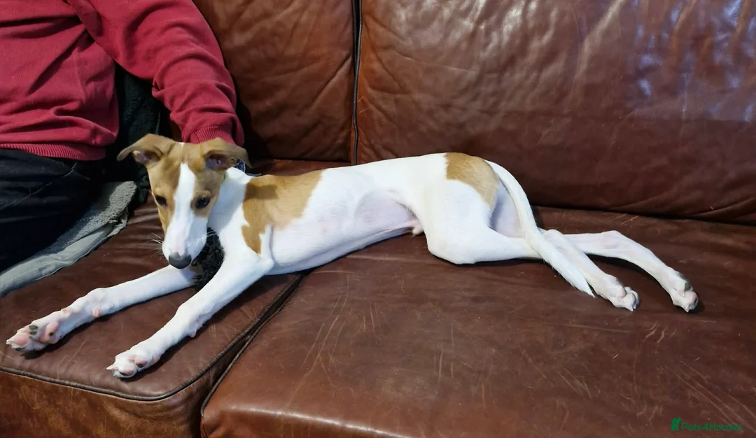Whippet dogs for sale: STUNNING KC Reg 4 month old whippet puppy - Advert 1