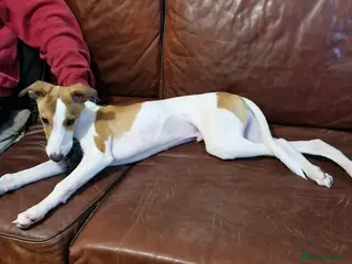 Whippet dogs STUNNING KC Reg 4 month old whippet puppy - Advert 2