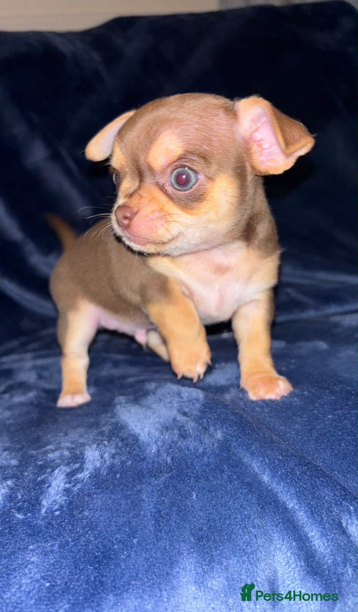 Chihuahua dogs 3 chihuahua puppy’s for sale - Advert 18