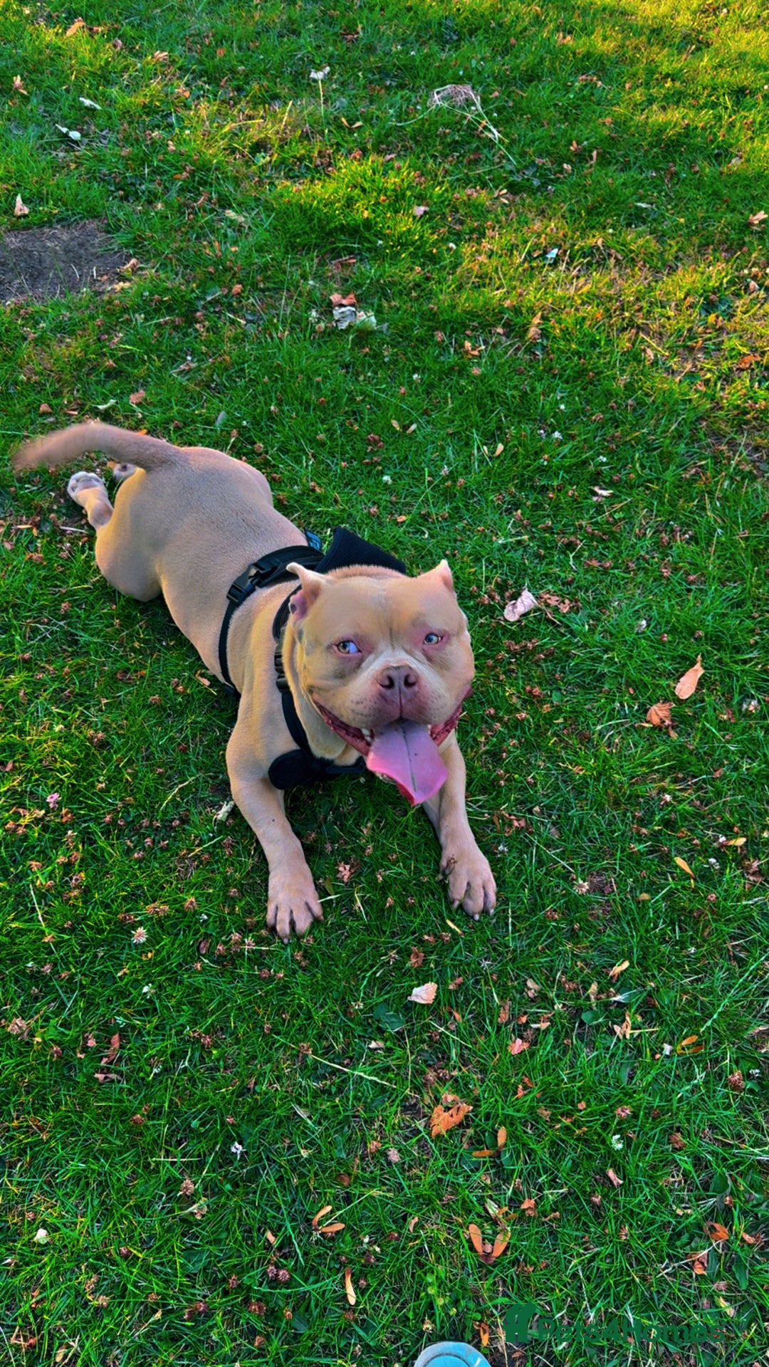 Shorty Bull dogs for sale: American Pocket bully  - Image 3
