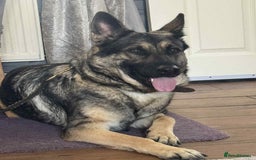 German Shepherd dogs for sale: German Shepard pups - Image 1