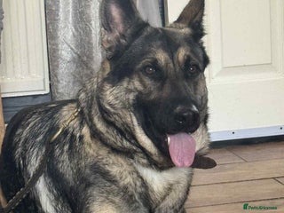 German Shepherd dogs for sale - Advert 1