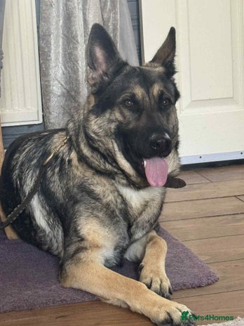 German Shepherd dogs - Advert 4