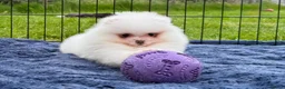 Pomeranian dogs for sale: Tiny White snow Pomeranian Puppies  - Advert 5