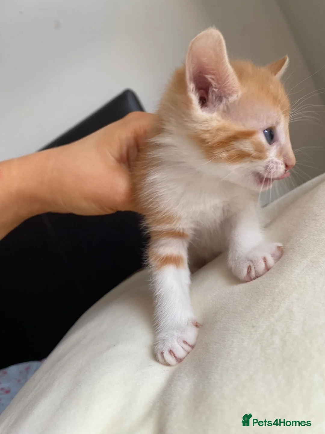 Mixed Breed cats for sale: Female ginger kittens - Advert 6