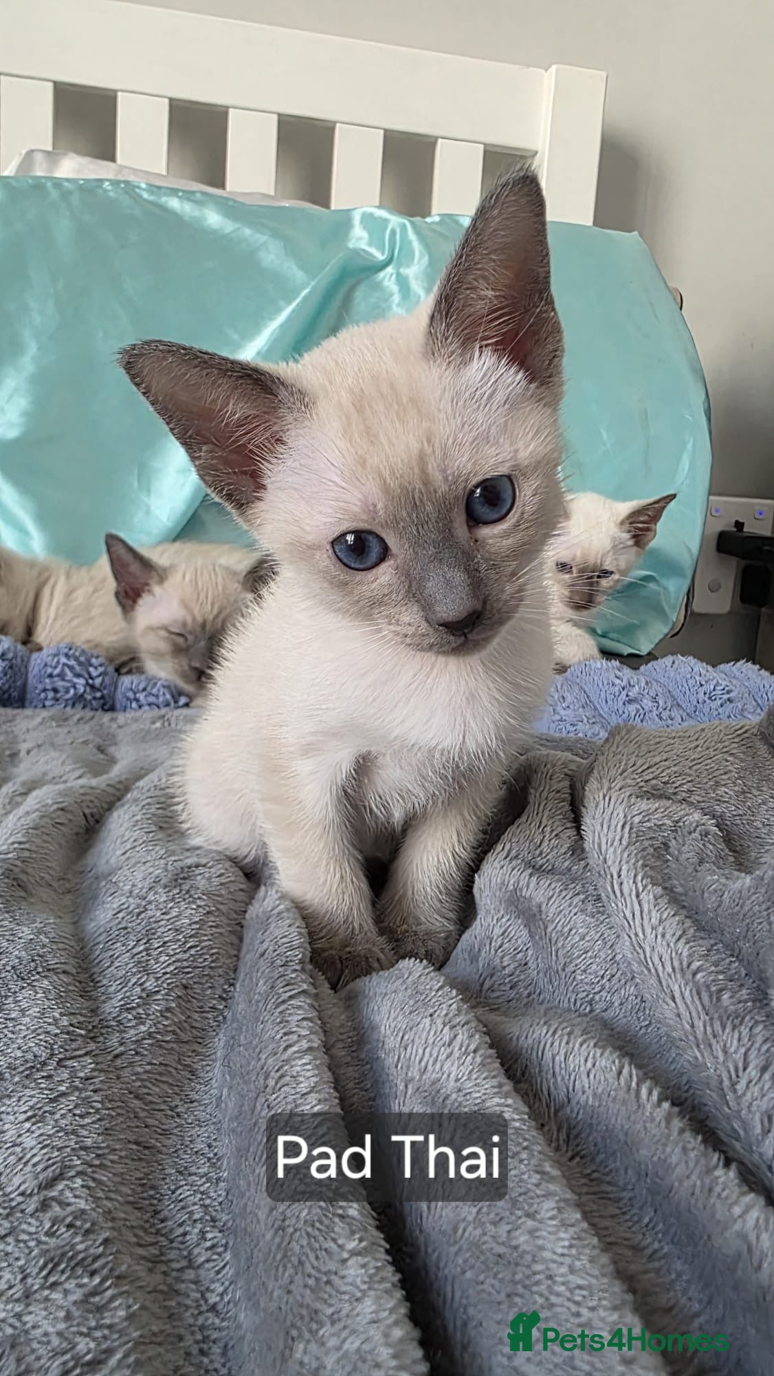 Siamese cats  Adorable Siamese Kittens –Mum and Dad can be seen - Advert 1