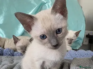 Siamese cats Adorable Siamese Kittens –Mum and Dad can be seen - Advert 11