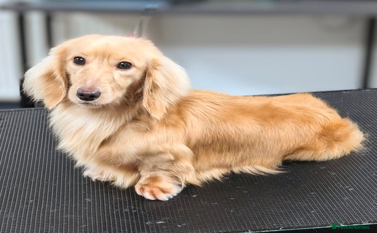 Miniature Dachshund dogs - Advert 7