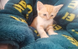 Domestic Shorthair cats for sale: 3 beautiful kittens - Image 5