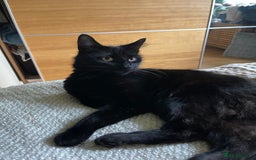 Mixed Breed cats for sale: 2 adorable tuxedo kittens - Image 9
