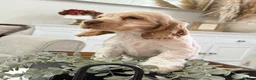 Cocker Spaniel dogs for sale: Show type cocker spaniels  - Advert 10