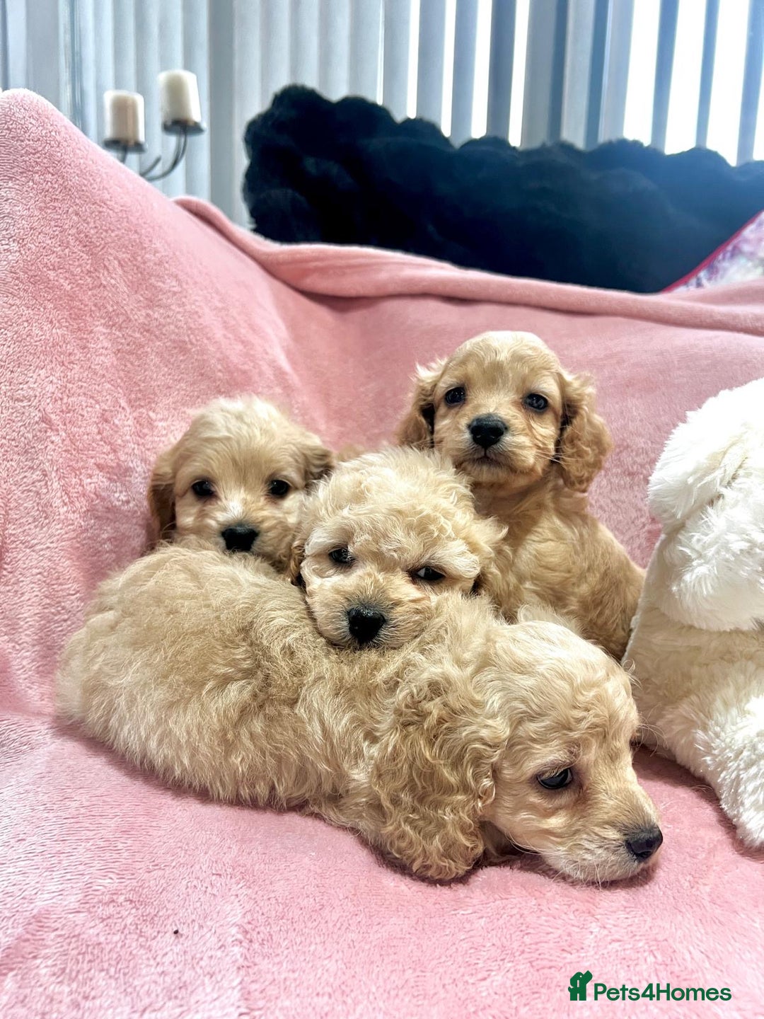 Cockapoo dogs for sale: Tiny cockerpoo pups - Advert 1