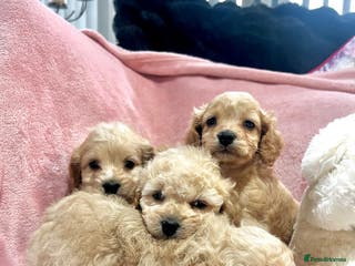 Cockapoo dogs Tiny cockerpoo pups - Advert 5