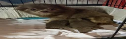 Chihuahua dogs for sale: Tiny stunning Russian Chihuahua’s   - Advert 1