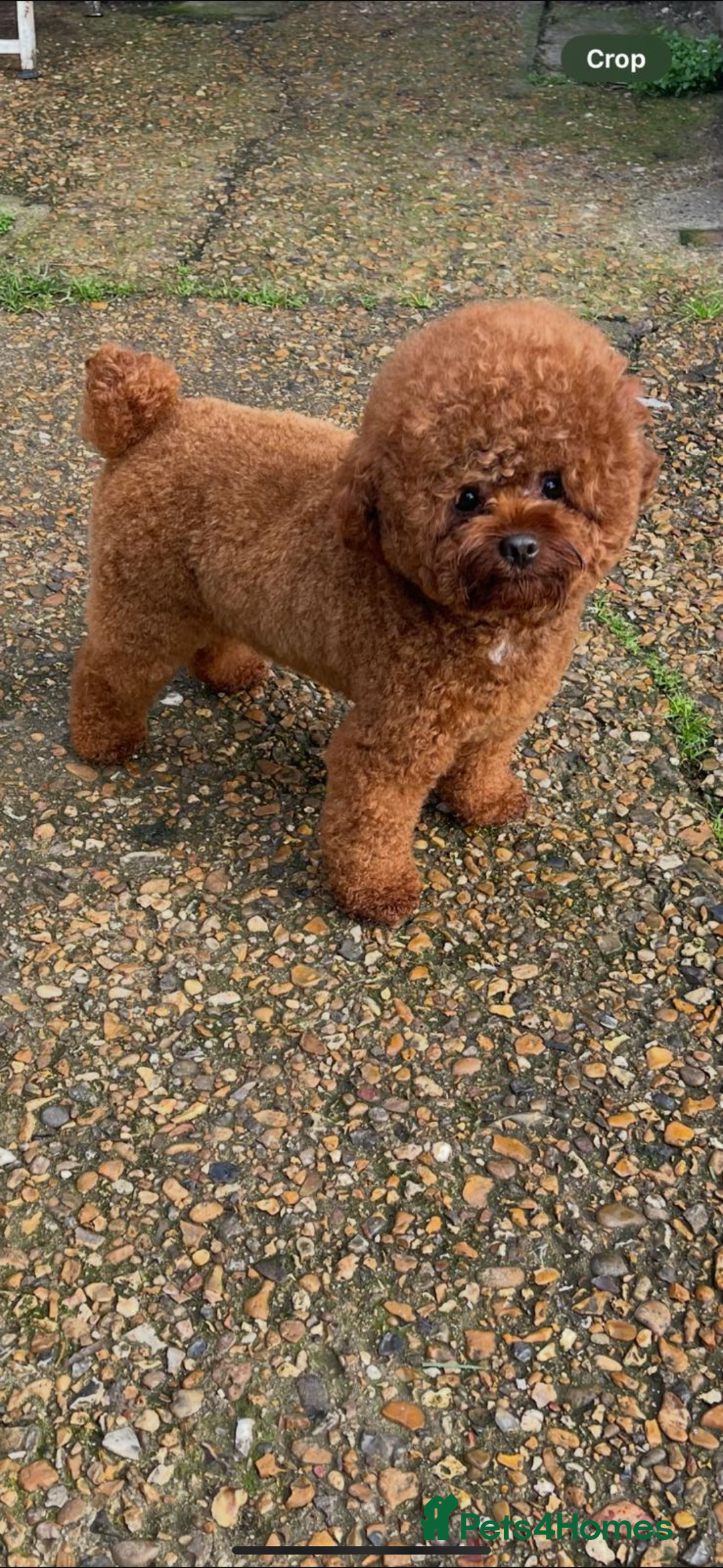 Cavapoochon dogs for sale: Cavapoochons for sale   - Advert 4