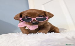 Labrador Retriever dogs for sale: 5*Licenced home breeder fox red lab working lines  - Image 8