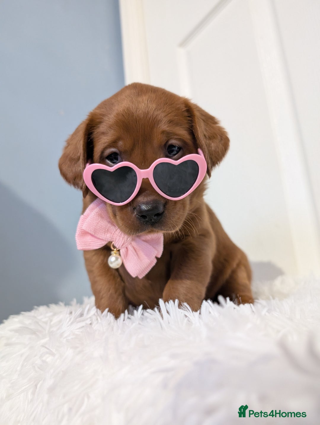 Labrador Retriever dogs for sale: 5*Licenced home breeder fox red lab working lines  - Image 8