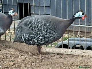 Guinea Fowl poultry Guninea Fowl x 4 - Advert 1