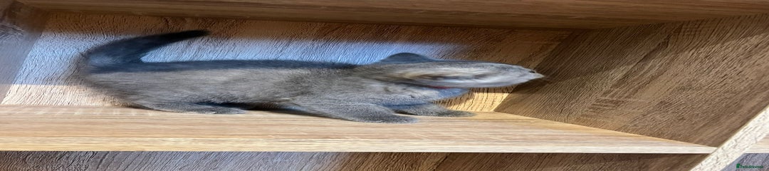 British Shorthair Kitten Black collar 