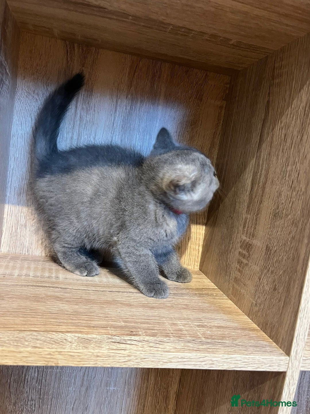 British Shorthair cats for sale: READY NOW!!Pedigree British Short Hair Kittens - Image 27