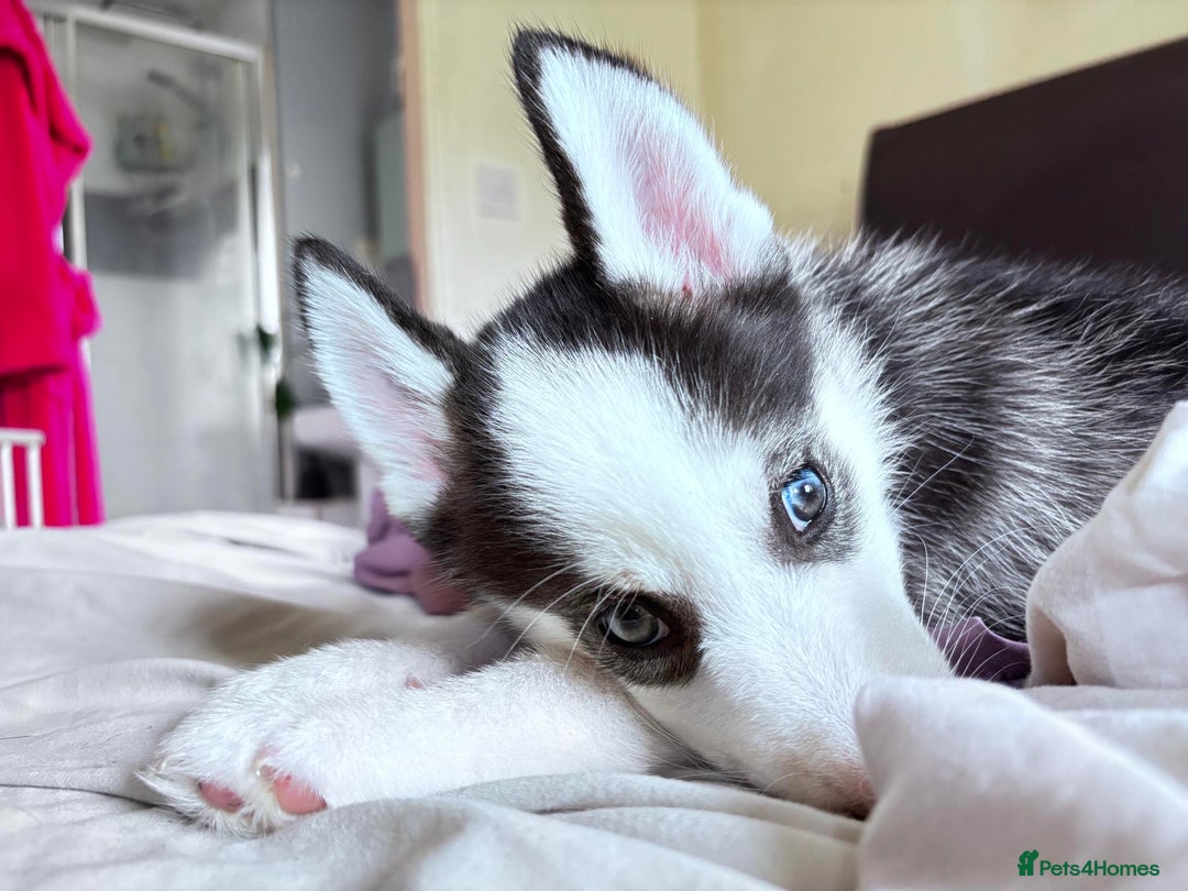 Siberian Husky dogs for sale: Siberian husky female 8wks. Blue green brown eyes  - Image 2