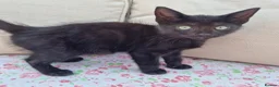 Mixed Breed cats for sale: 5 beautiful black kittens 10weeks 2xfemales 3xmale in Stockport - Advert 14