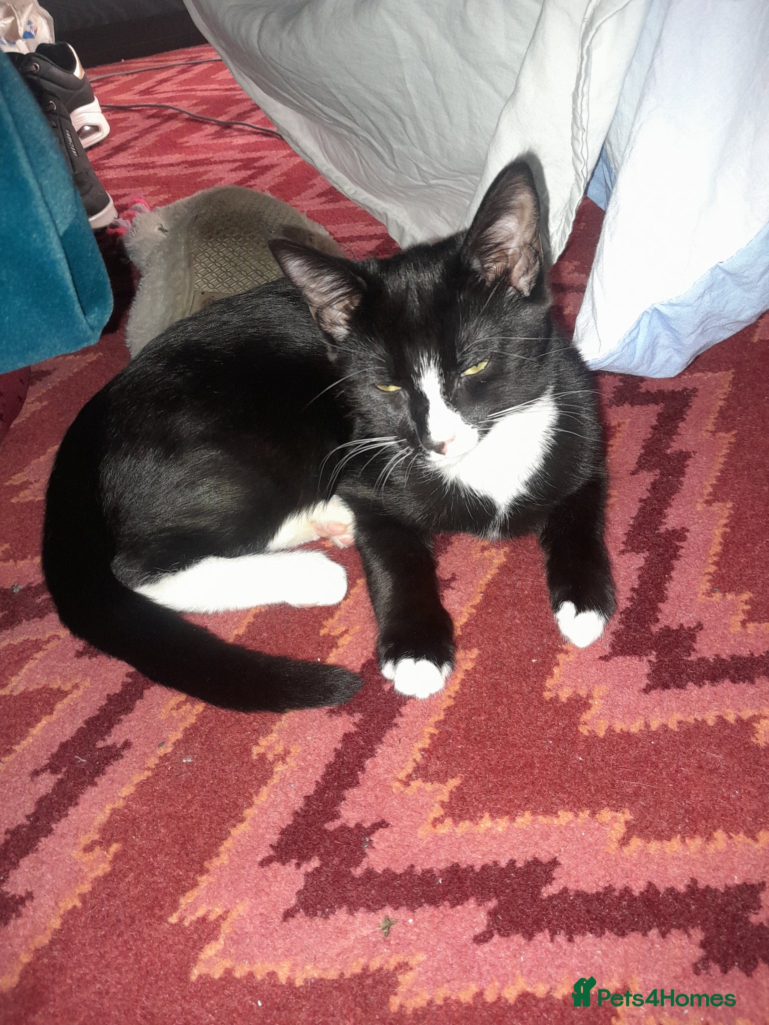 Mixed Breed cats Sale kitten  - Advert 7
