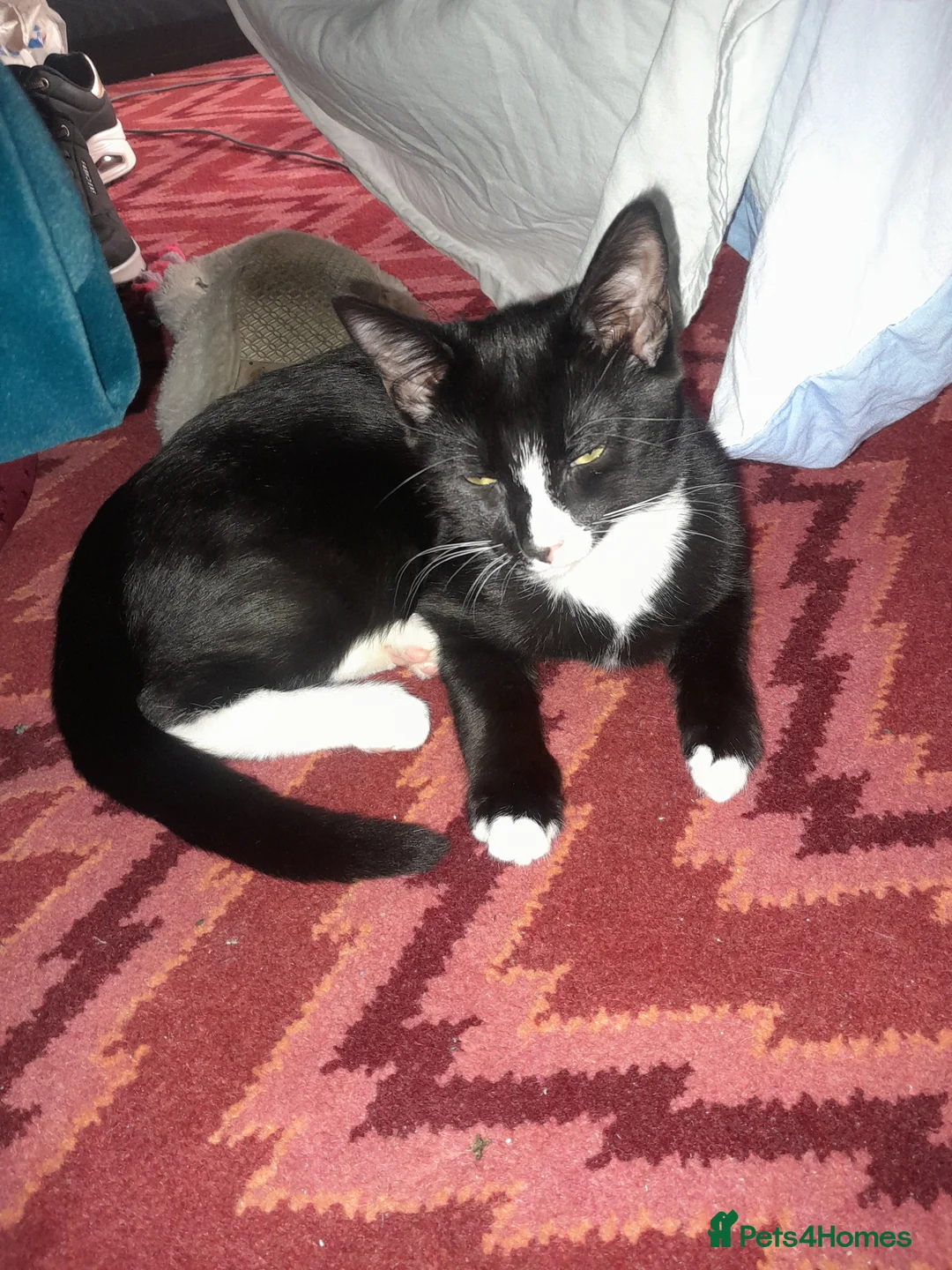 Mixed Breed cats for sale: Sale kitten  in Enfield - Advert 1