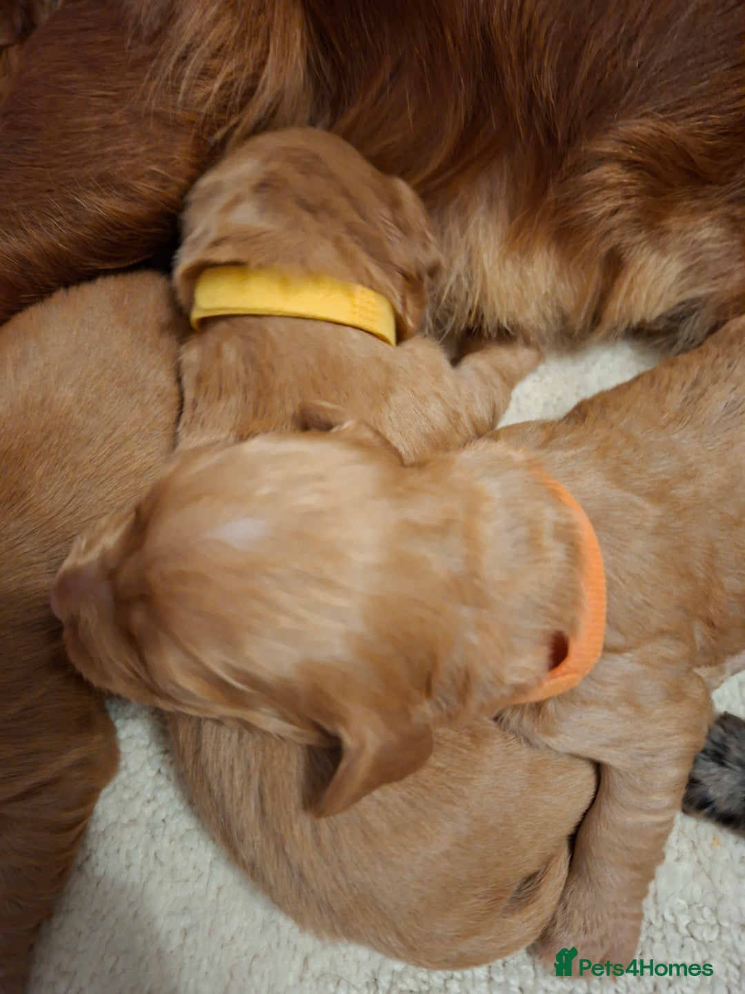 Cocker Spaniel dogs for sale: Cocker spaniel pups - Advert 9
