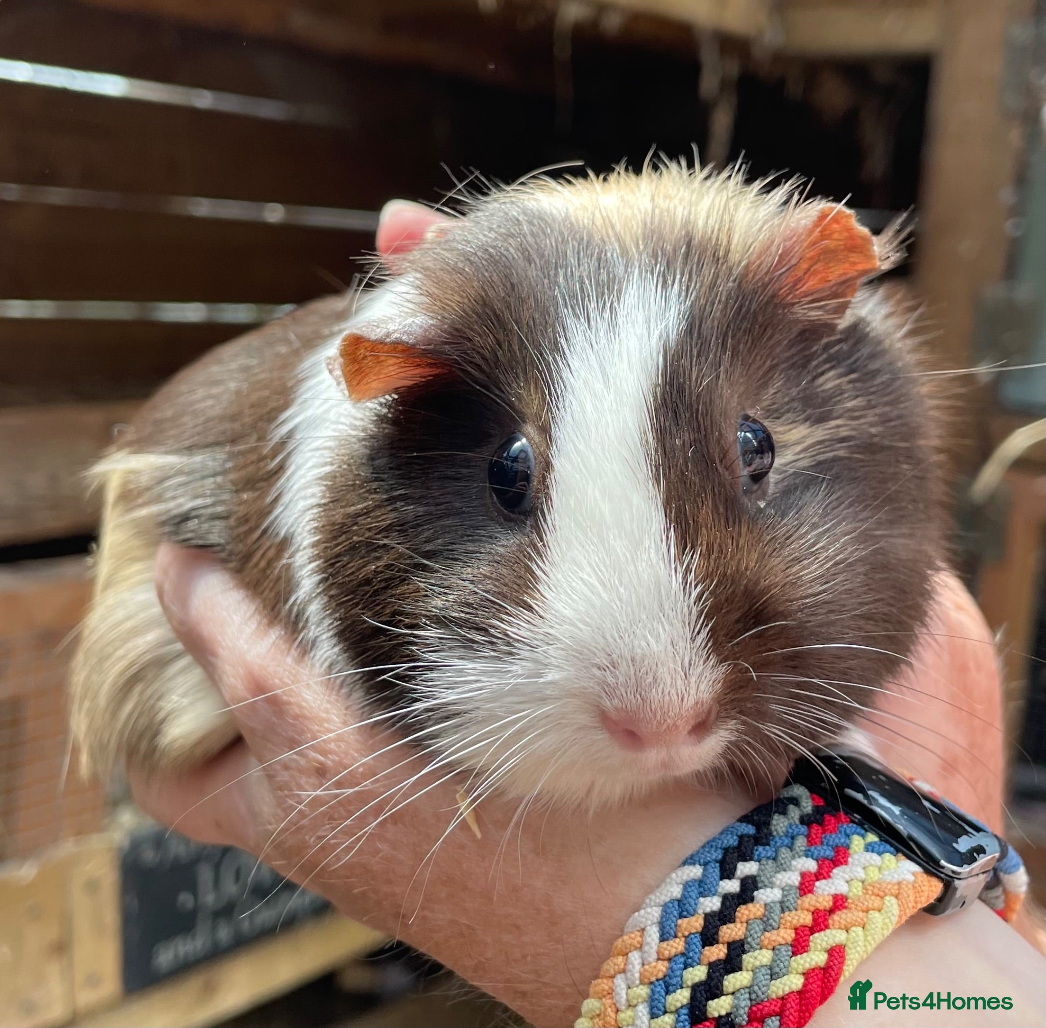 Guinea Pig rodents Baby Girl/Sows Guinea Pigs - Advert 23