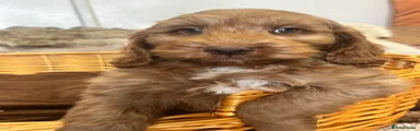 Cockapoo 1