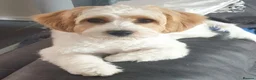 Cavapoochon dogs for sale: 1 little boy - Advert 2