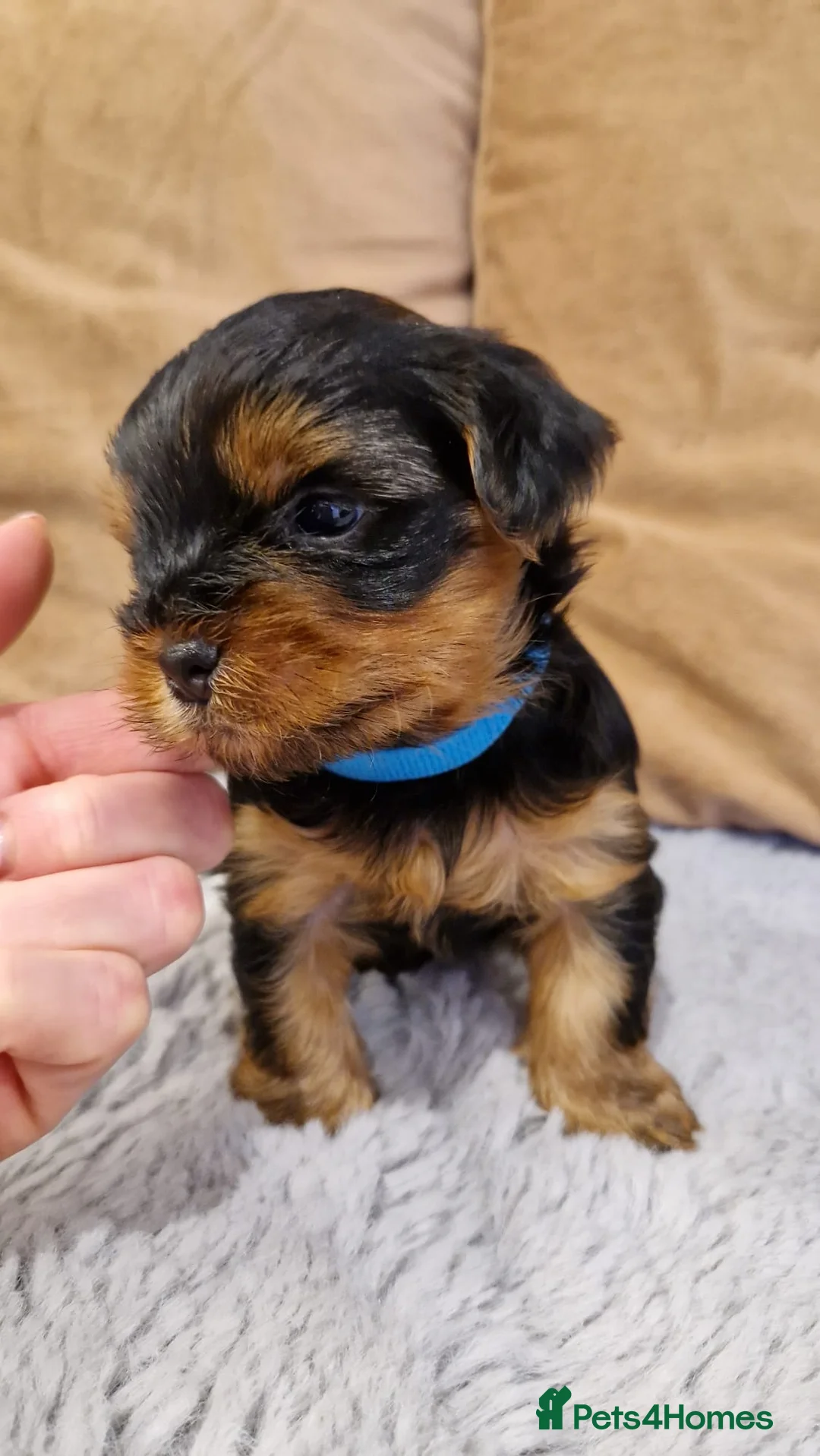 Yorkshire Terrier dogs for stud:  PEDIGREE Yorkshire terrier for STUD  in Hull - Advert 36