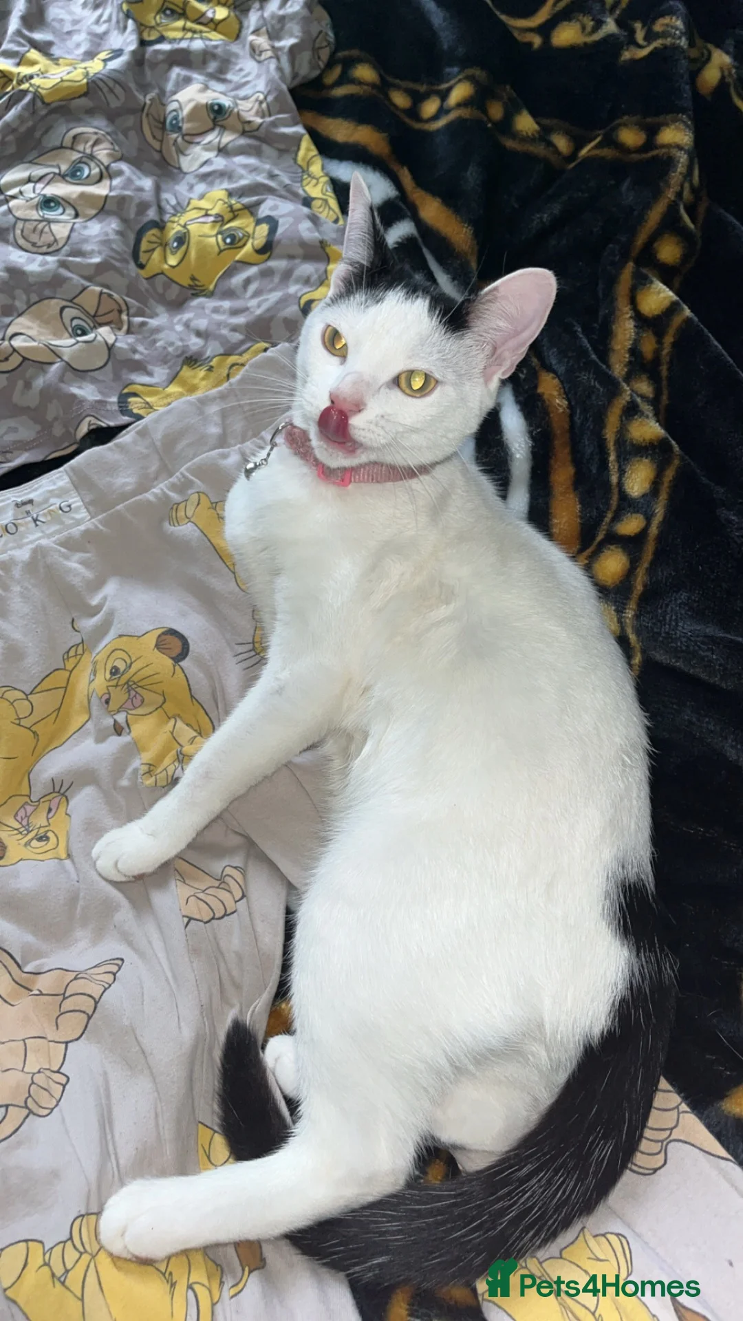 Mixed Breed cats for sale: 3 lovely kittens black and white there all girls  in Sheerness - Advert 1