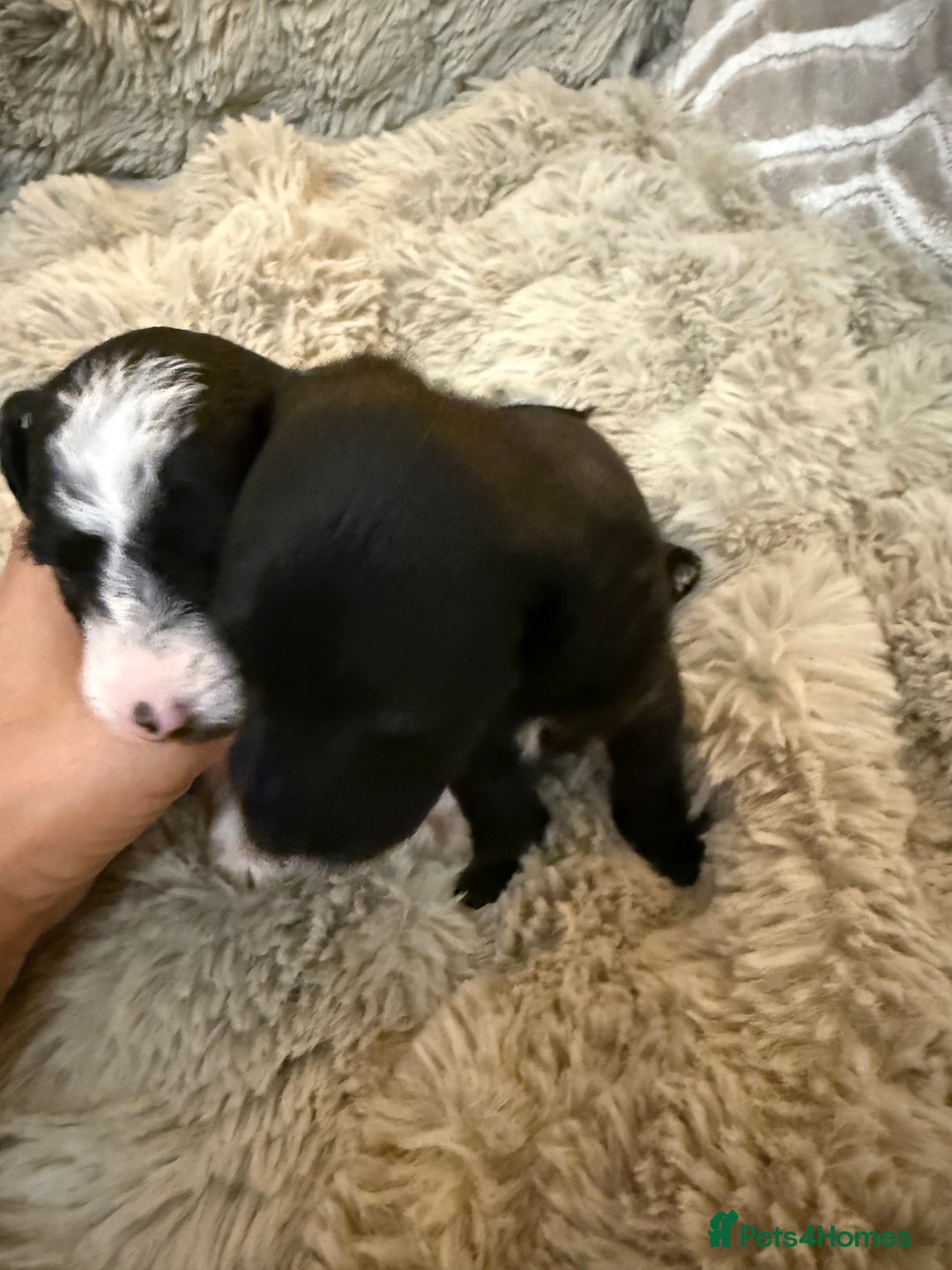 Jackapoo dogs for sale: Jackapoo - Advert 6