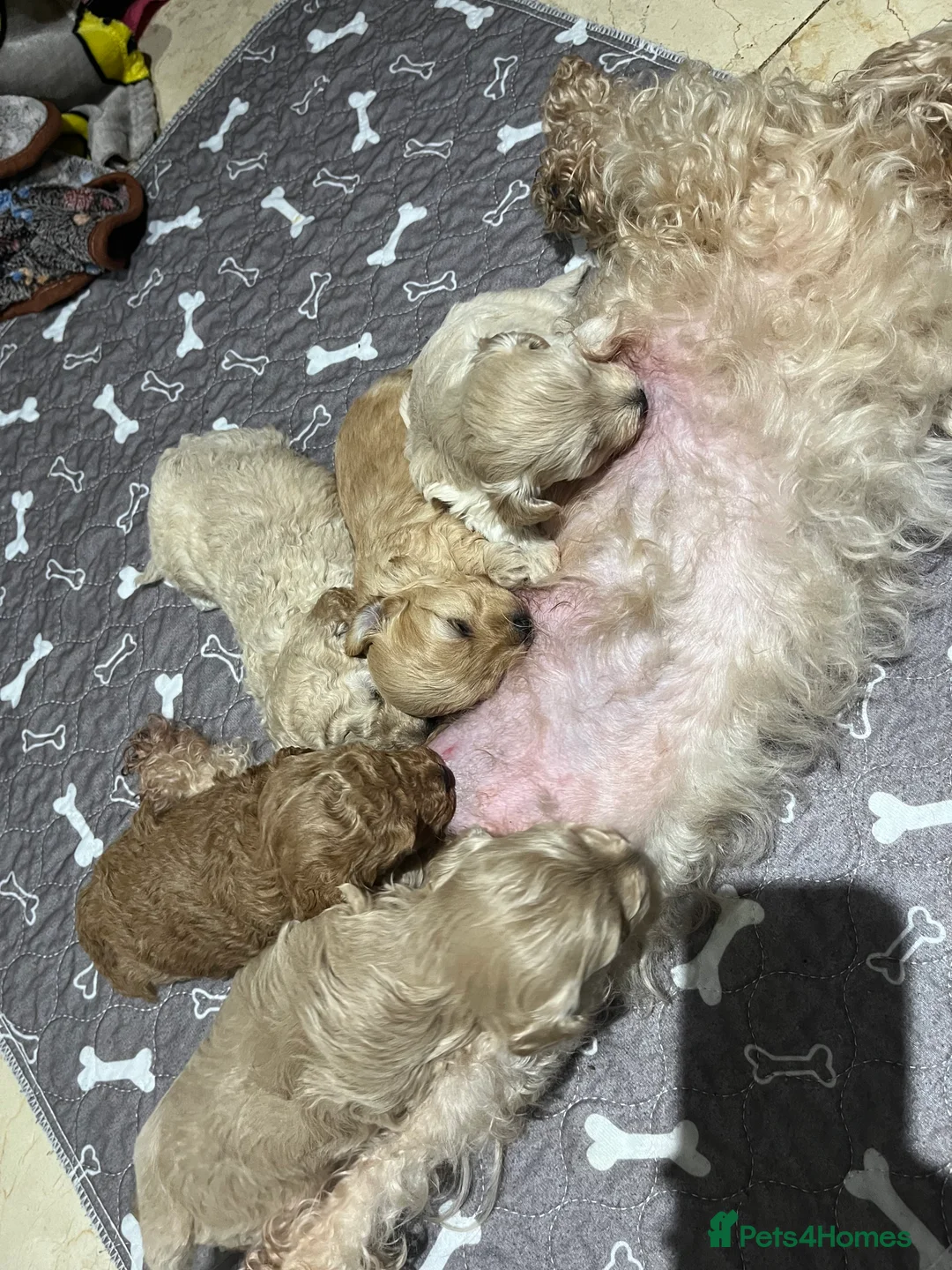Maltipoo dogs for sale: Pure Maltipoo Puppies   - Advert 3