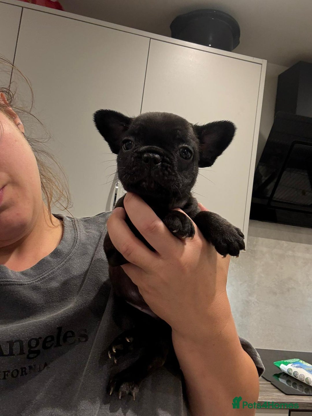 French Bulldog dogs for sale: French bulldog - Image 18
