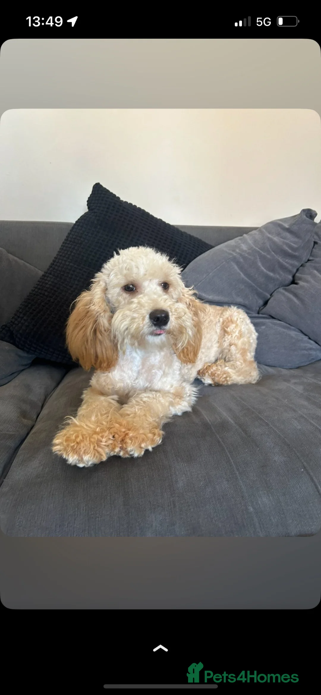 Australian Labradoodle dogs for sale: Cavapoo cross Australian Teddy - Advert 4