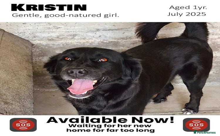 Mixed Breed dogs in Brixham - Advert 4