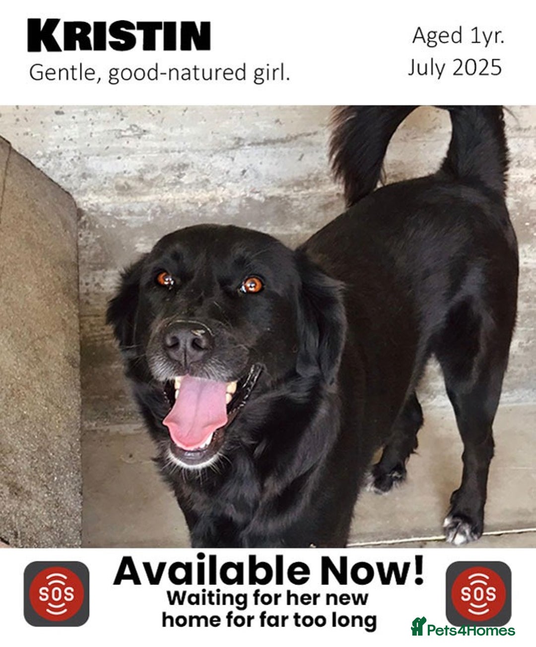Mixed Breed dogs for adoption: Kristen, 1 yr approx. Available for adoption. in Brixham - Image 1