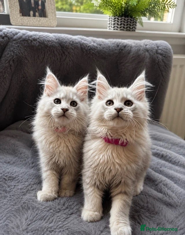 Maine Coon cats Beautiful Pedigree Kittens Looking For Loving Home - Advert 2