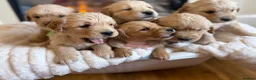 Golden Retriever dogs for sale: Golden retriever puppies  - Advert 13