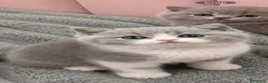 Kitten 5