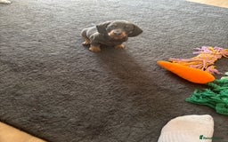 Miniature Dachshund dogs for sale: READY TO GO! ⭐️ 1 Beautiful Boy AVAILABLE!  - Image 6