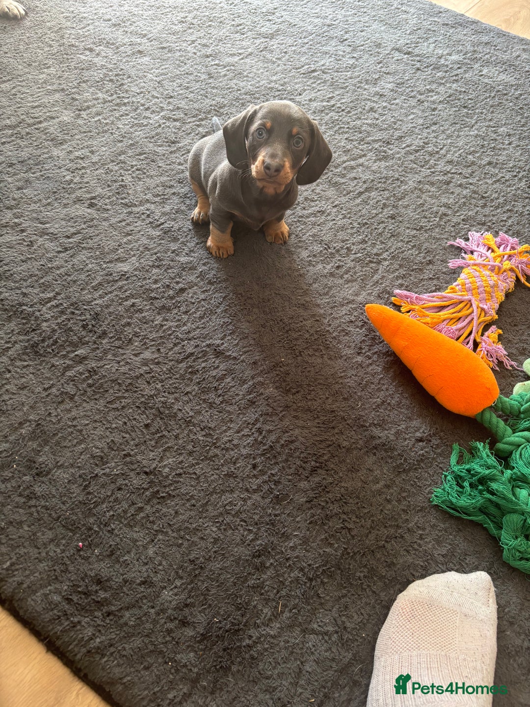 Miniature Dachshund dogs for sale: READY TO GO! ⭐️ 1 Beautiful Boy AVAILABLE!  - Image 6