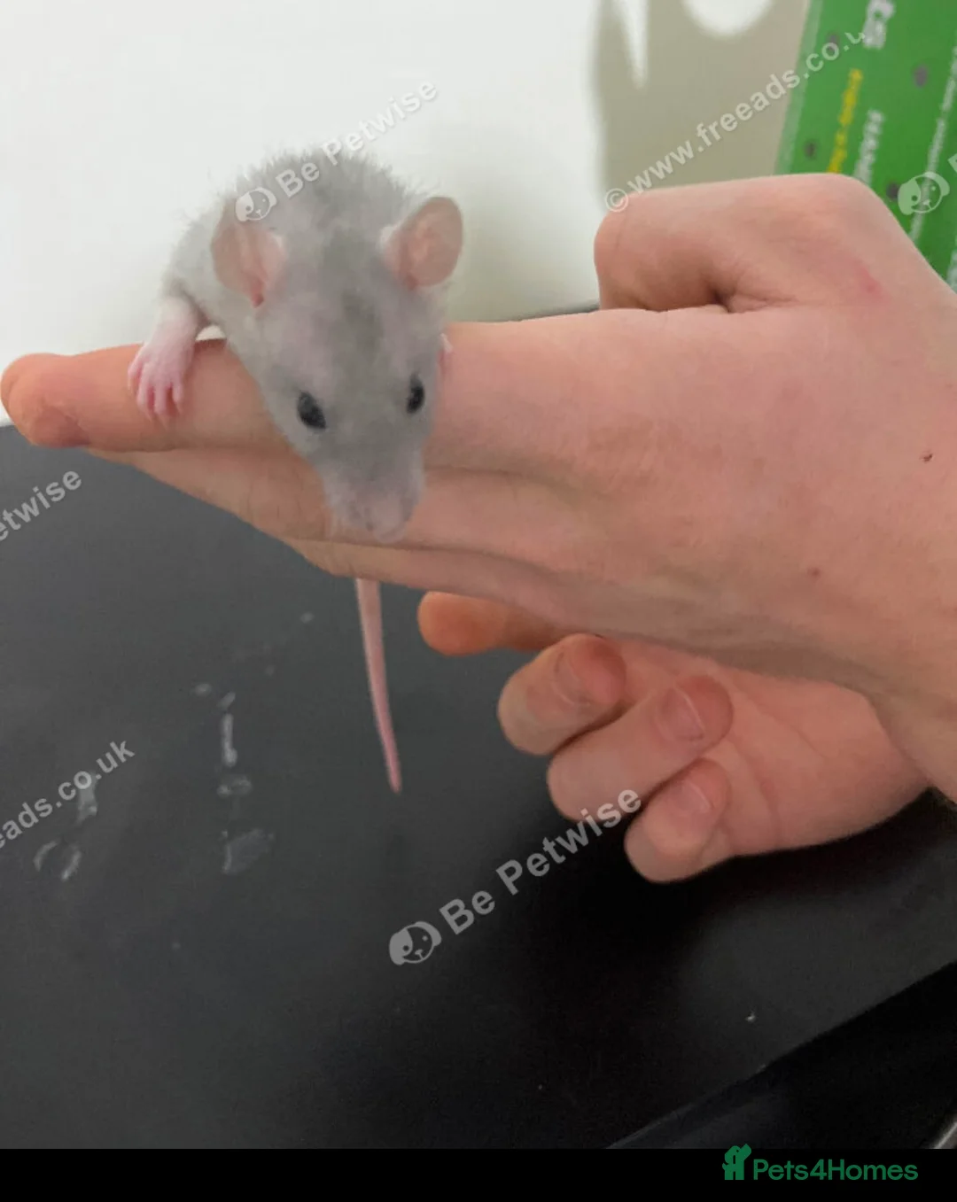 Rat rodents for sale: Baby rats for sale  - Advert 6