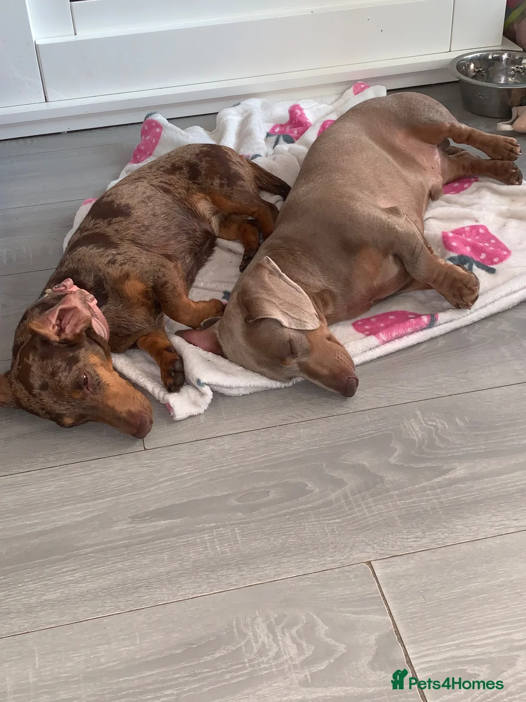 Miniature Dachshund dogs for sale: Male dachshund Isabella & tan Miniture  - Advert 2