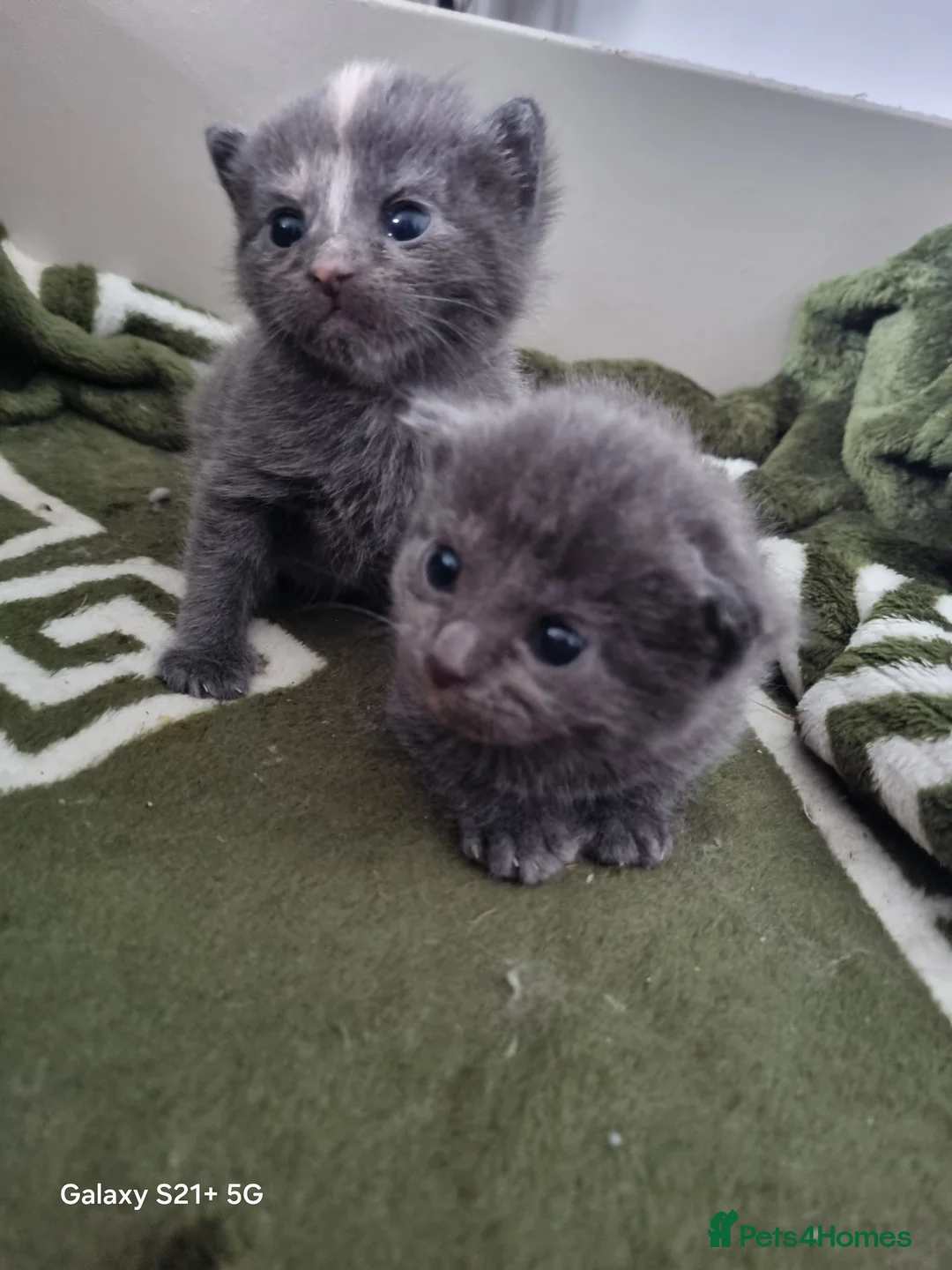 Mixed Breed cats for sale: Kittens  - Advert 2